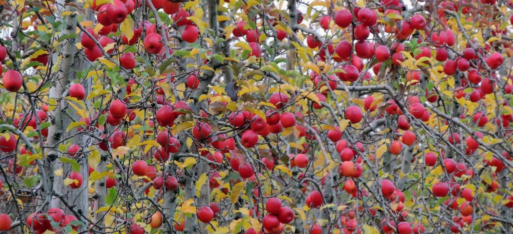 Harcourt Apple Trees