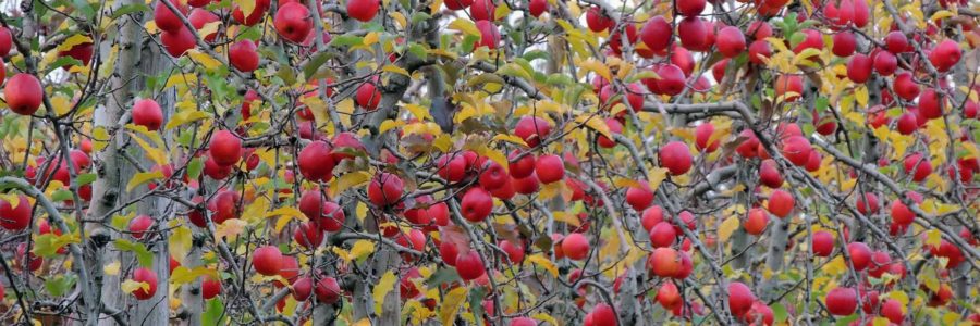 Everything’s Apples